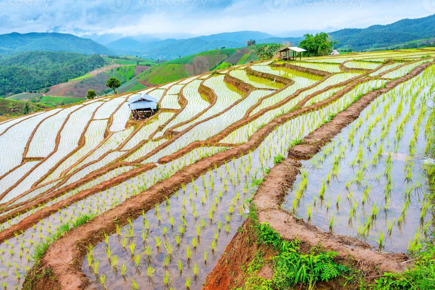 arroz en terrazas en ban pa pong piang, chiang mai foto