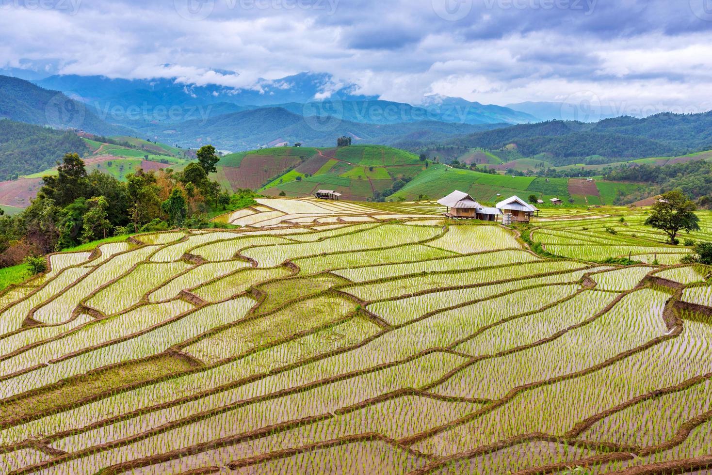 arroz en terrazas en ban pa pong piang, chiang mai foto