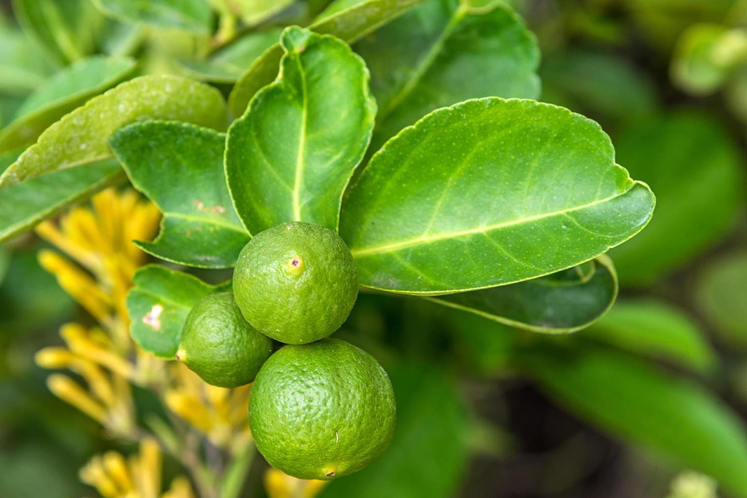 Green lemon on tree photo