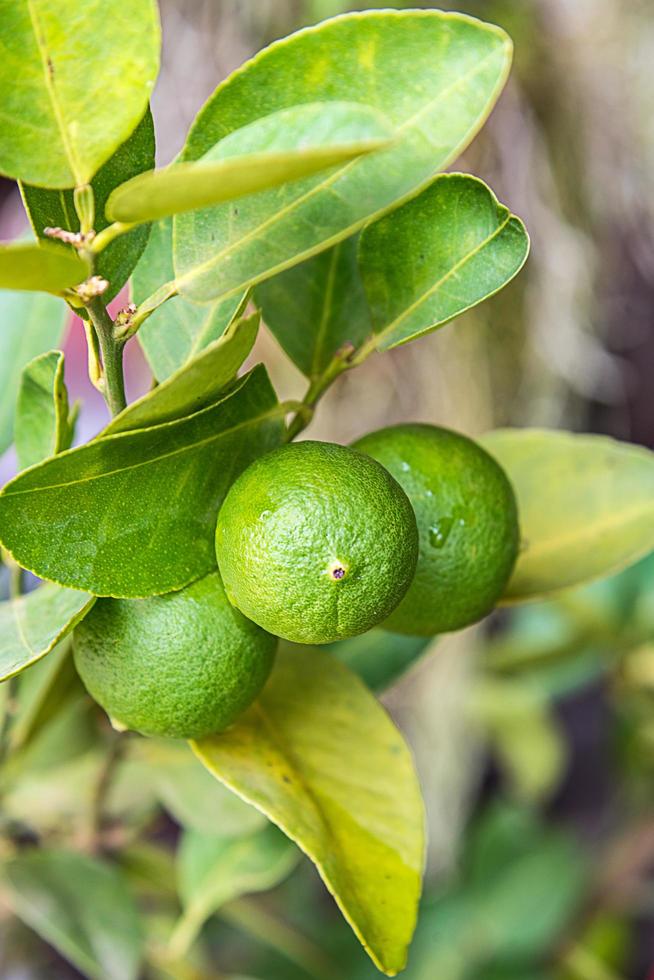 Green lemon on tree photo