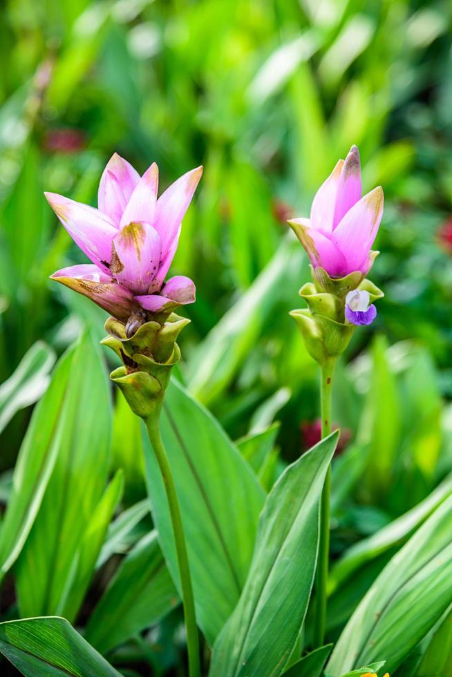 Curcuma alismatifolia en jardín foto