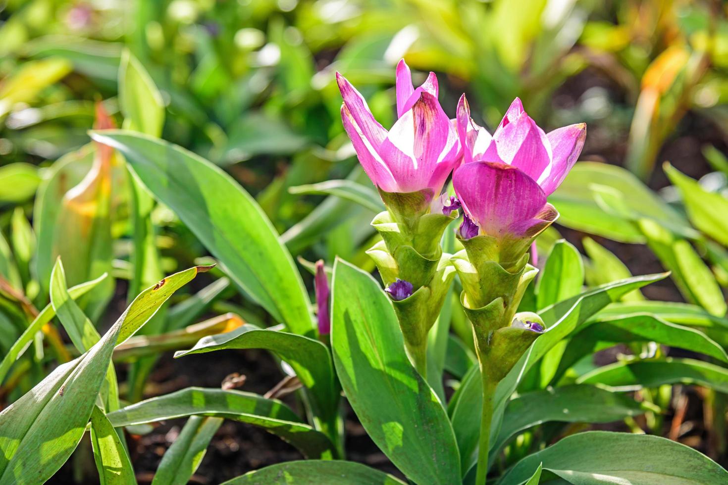 Curcuma alismatifolia in garden photo