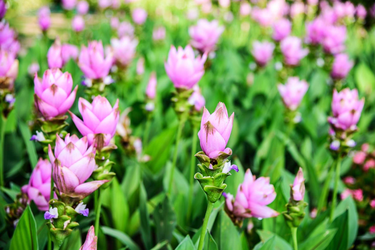 Curcuma alismatifolia en jardín foto