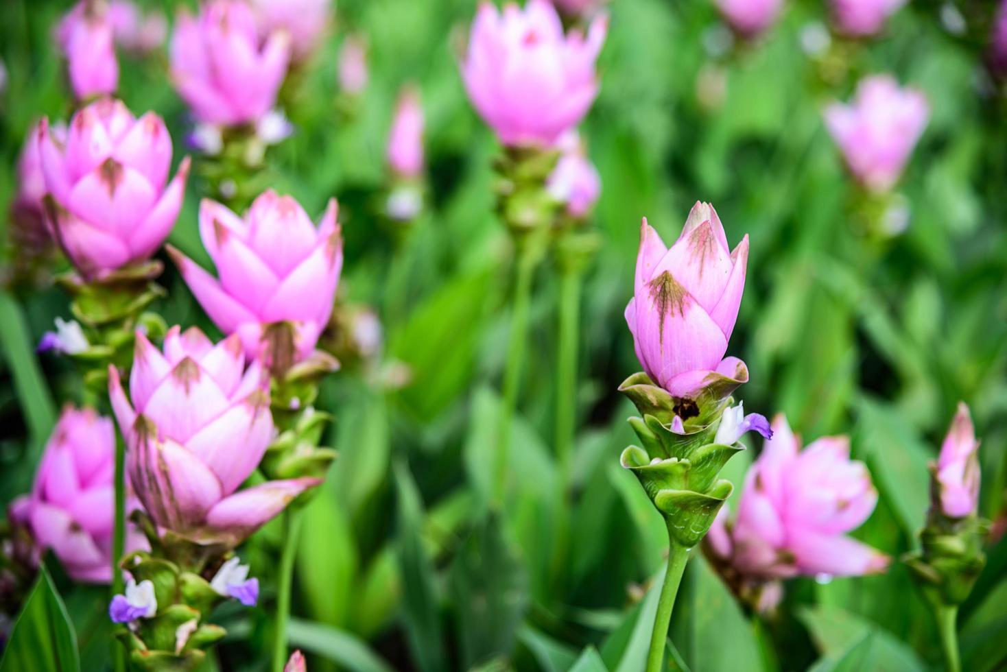 Curcuma alismatifolia en jardín foto