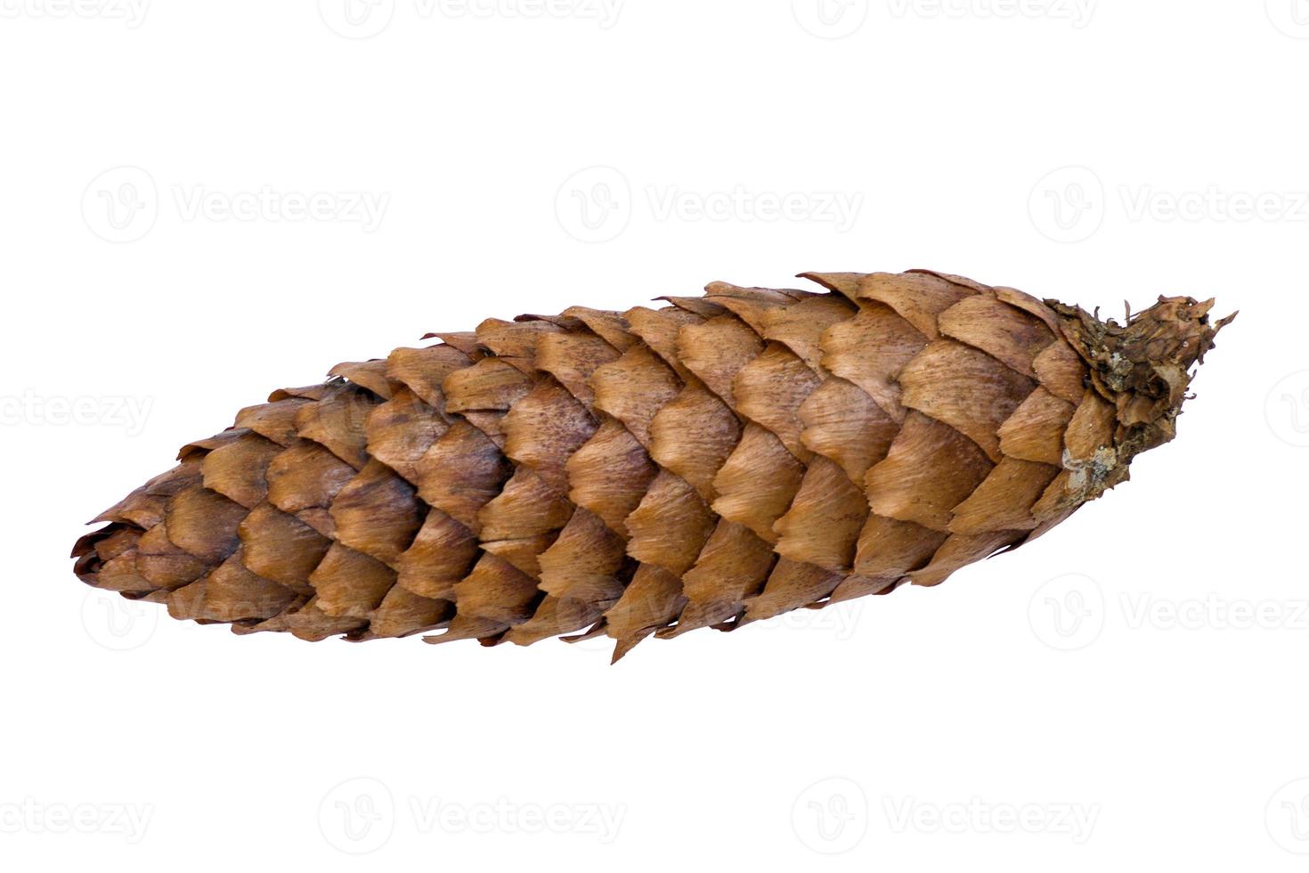 A fir a cone on a white background photo
