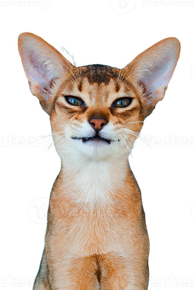 Portrait of an Abyssinian cat on a white background, isolate photo