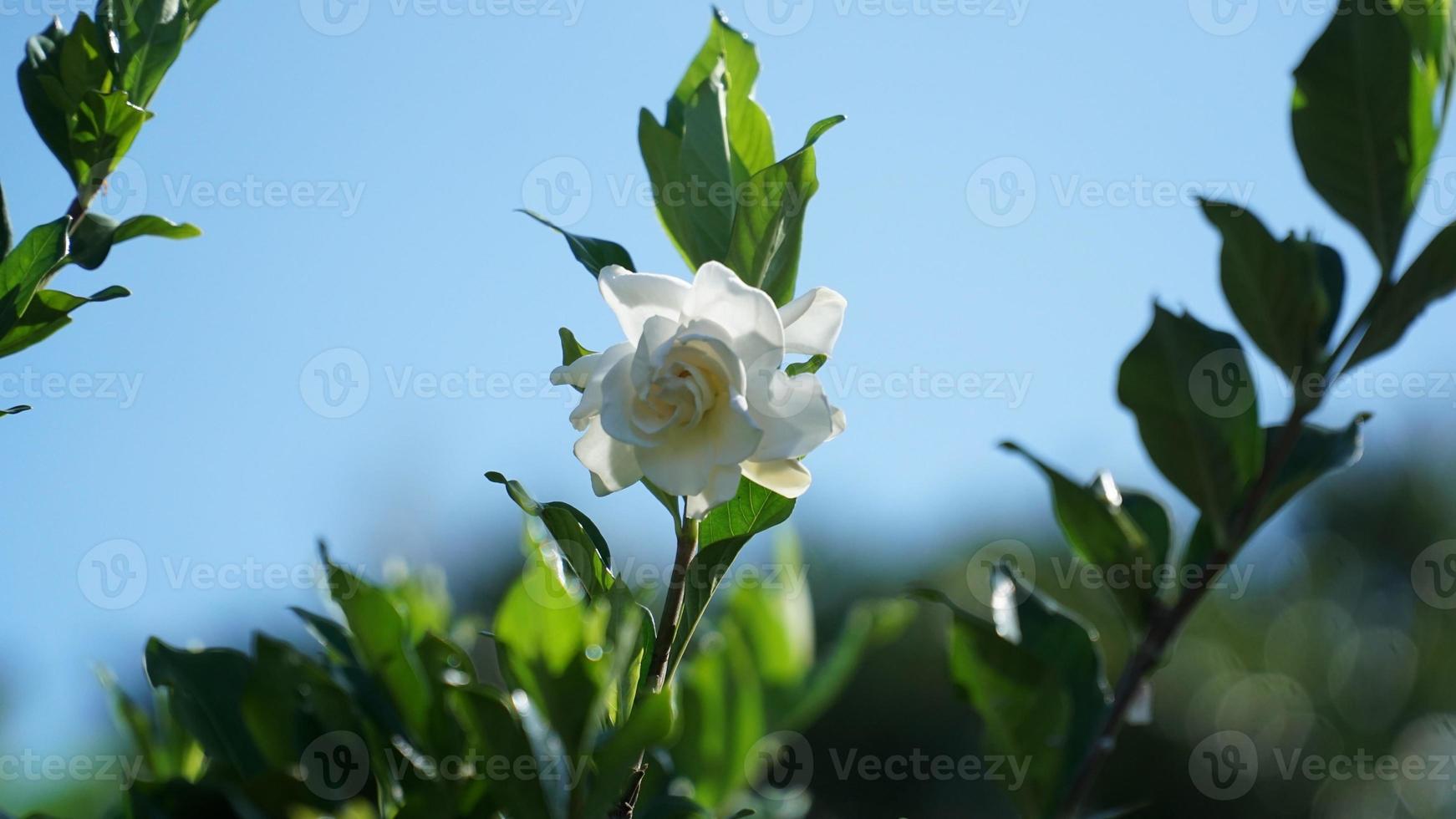 White flower, with the local plant name Jempiring flower photo