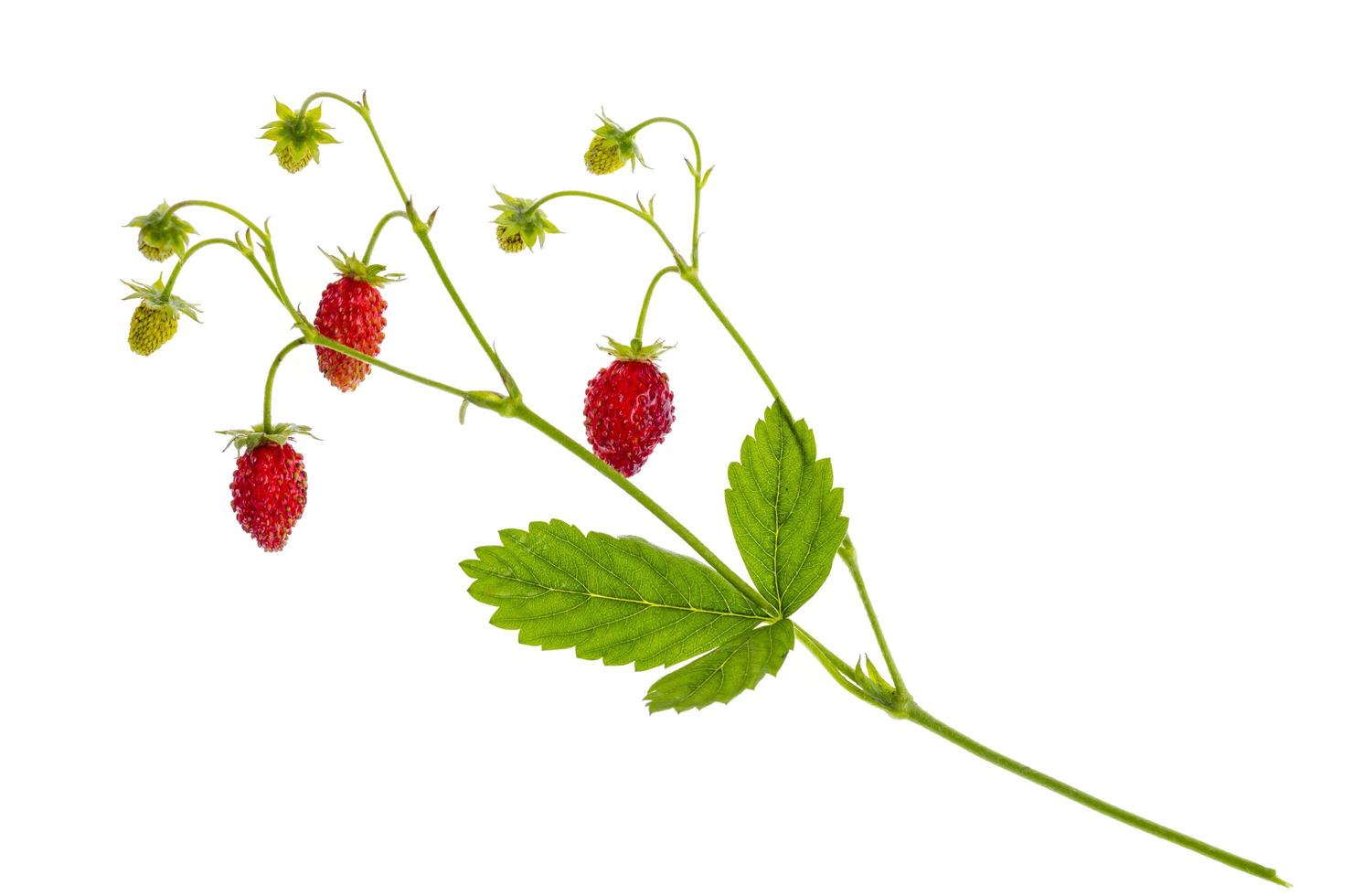 Strawberry branch with ripe red berries and green leaves photo