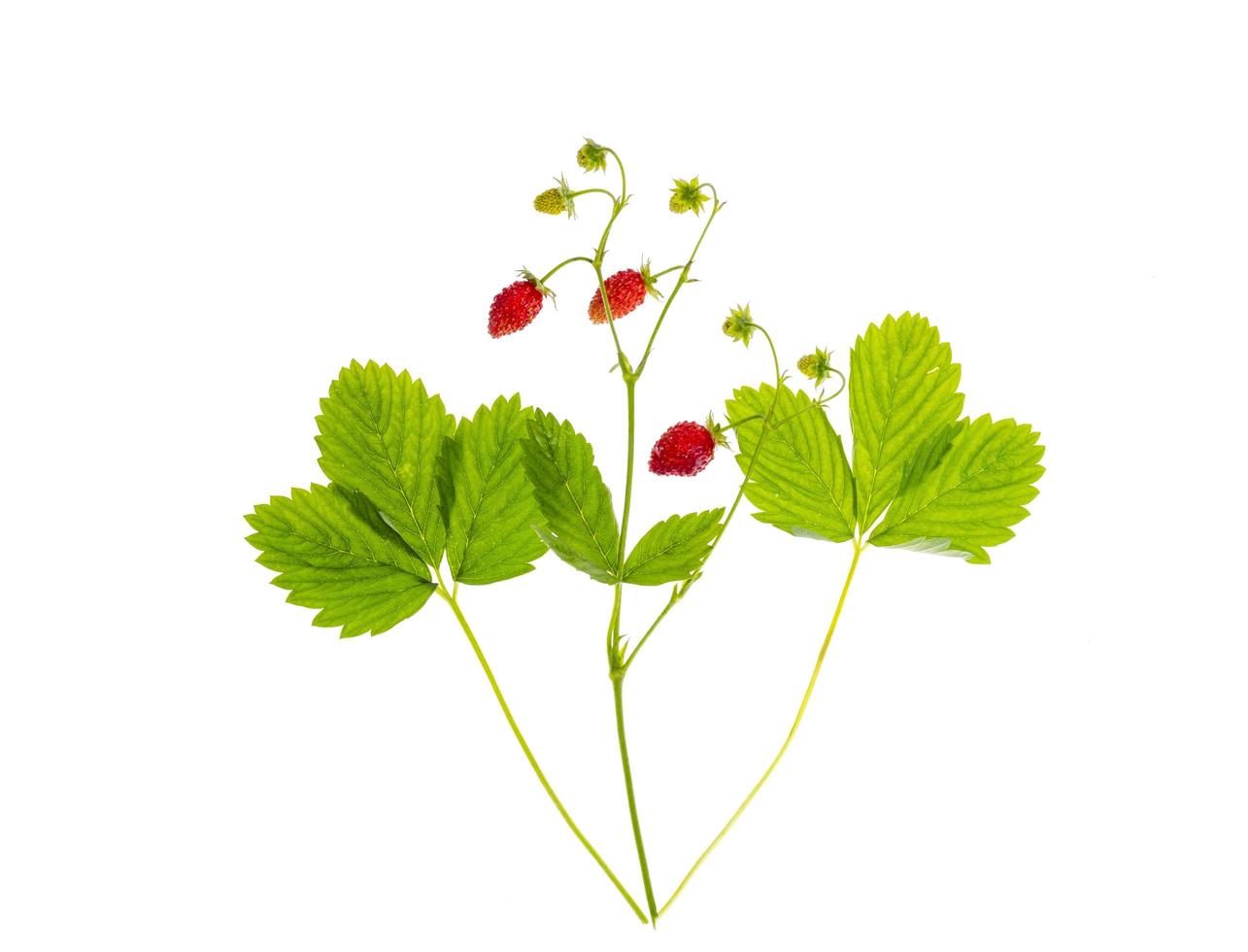 Strawberry branch with ripe red berries and green leaves photo