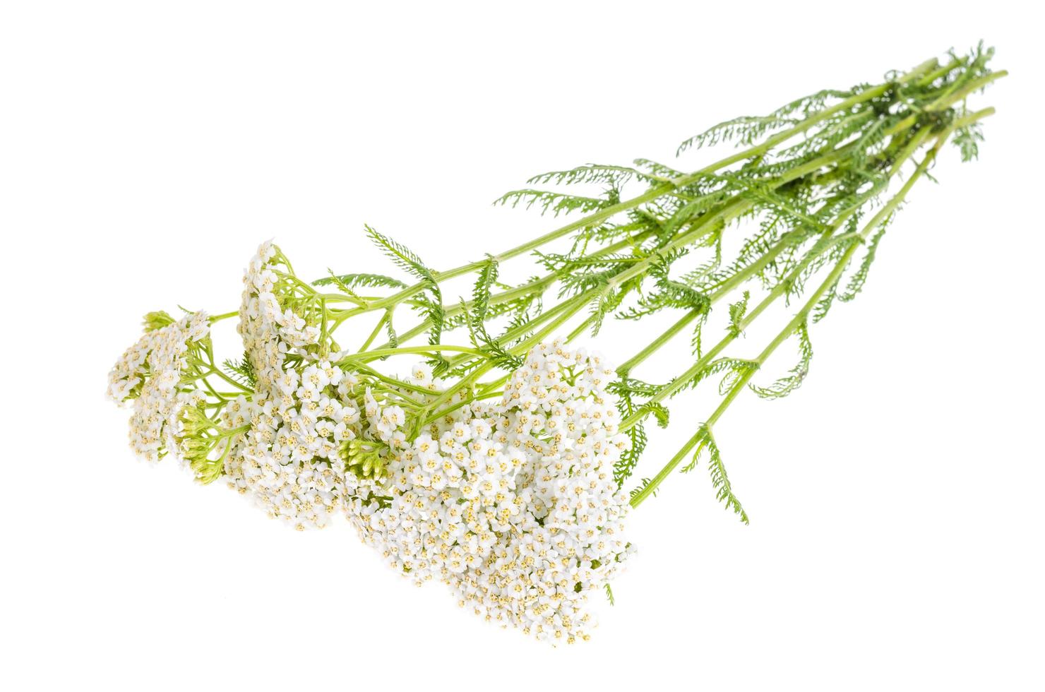 Yarrow flower bunch isolated on white background. photo