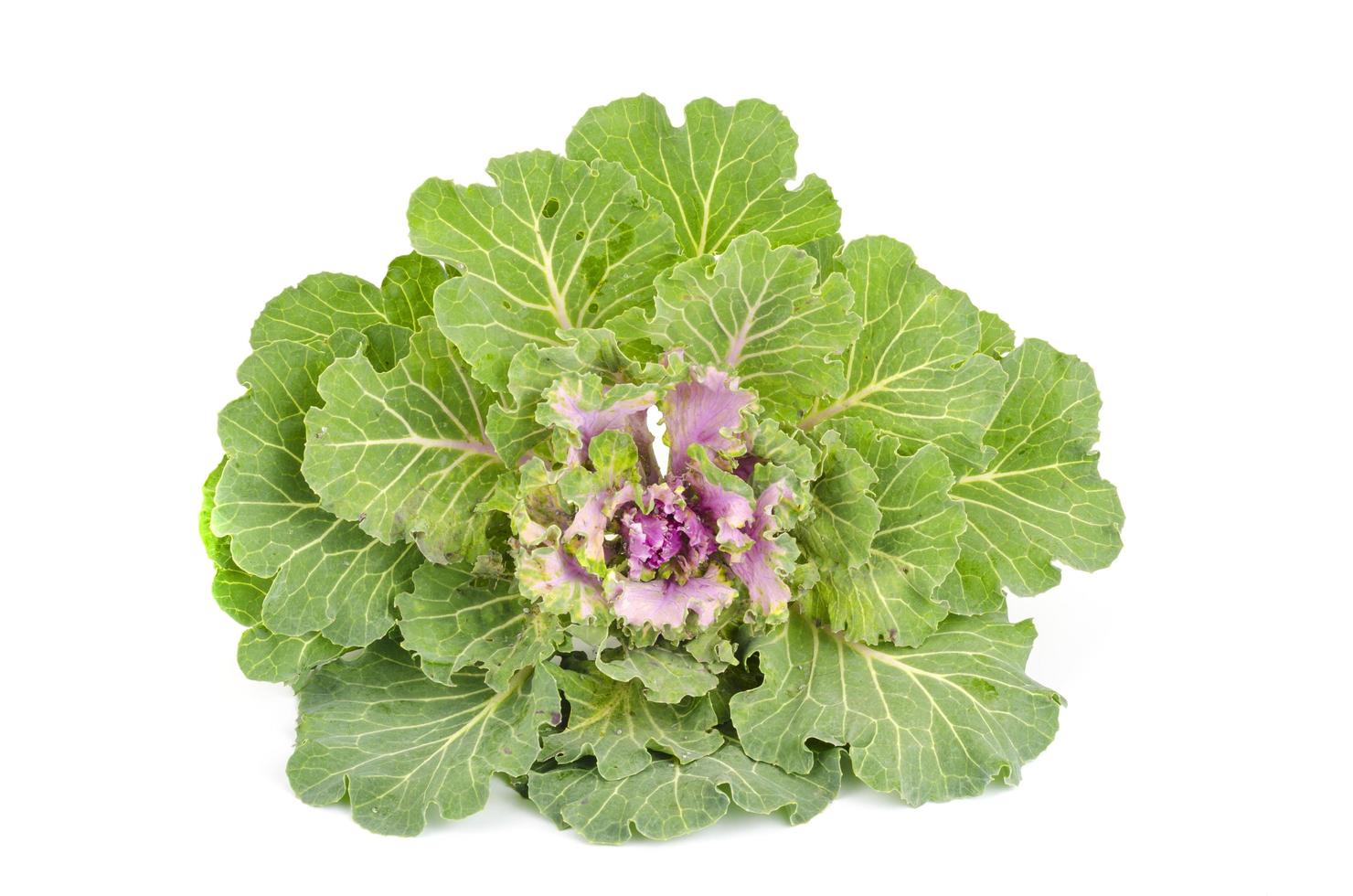 Decorative cabbage with purple flowers. Studio Photo