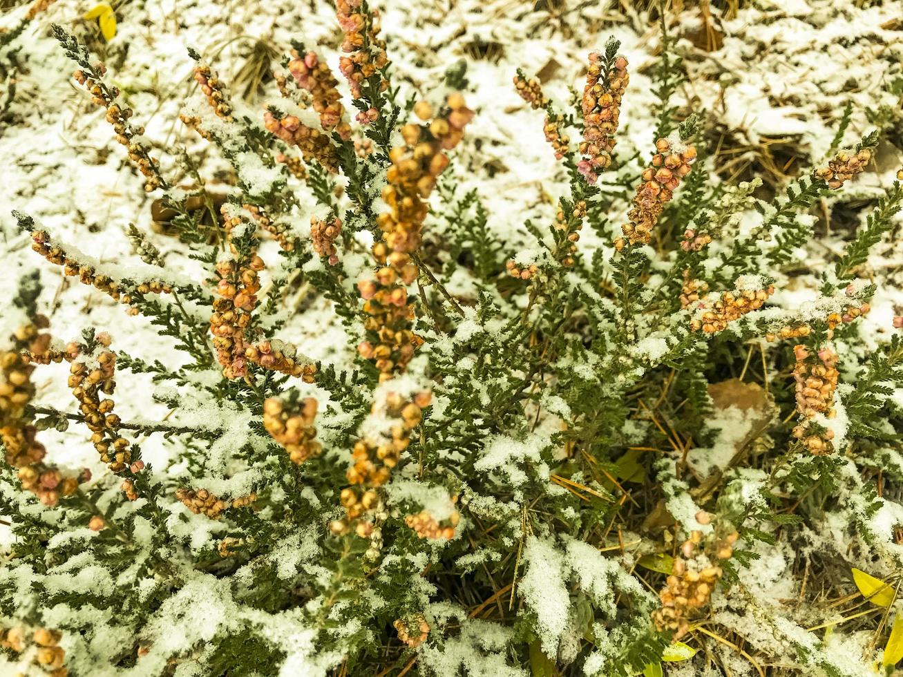 Plants, trees, shrubs, flowers under first snow in winter photo