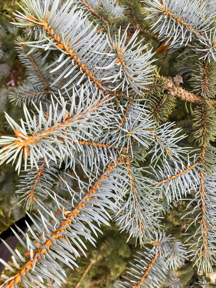 Background from green branches of spruce, place for text. photo