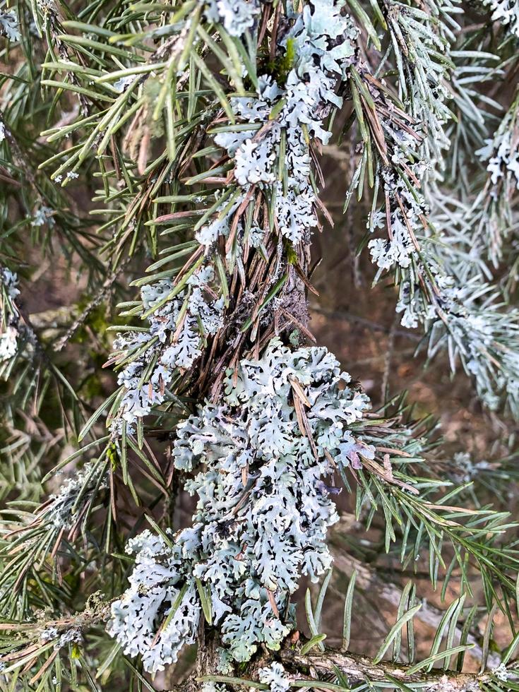 Fungal diseases, moss on bark and tree branches photo