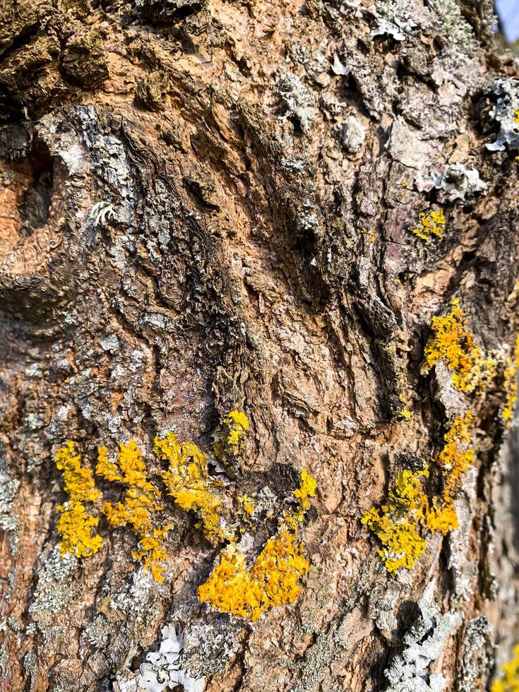 Fungal diseases, moss on bark and tree branches photo