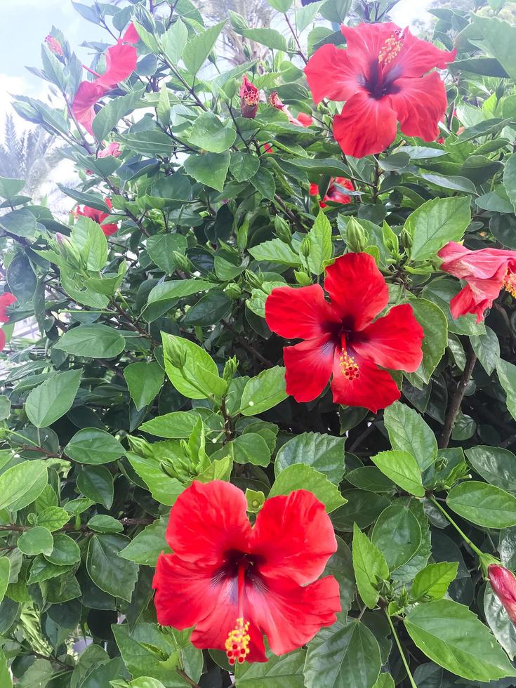 Large flowering bush Hibiscus syriacus with red flowers. photo