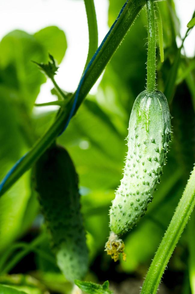 Ripe green cucumbers gherkins on bushes in greenhouse in summer, harvesting. photo