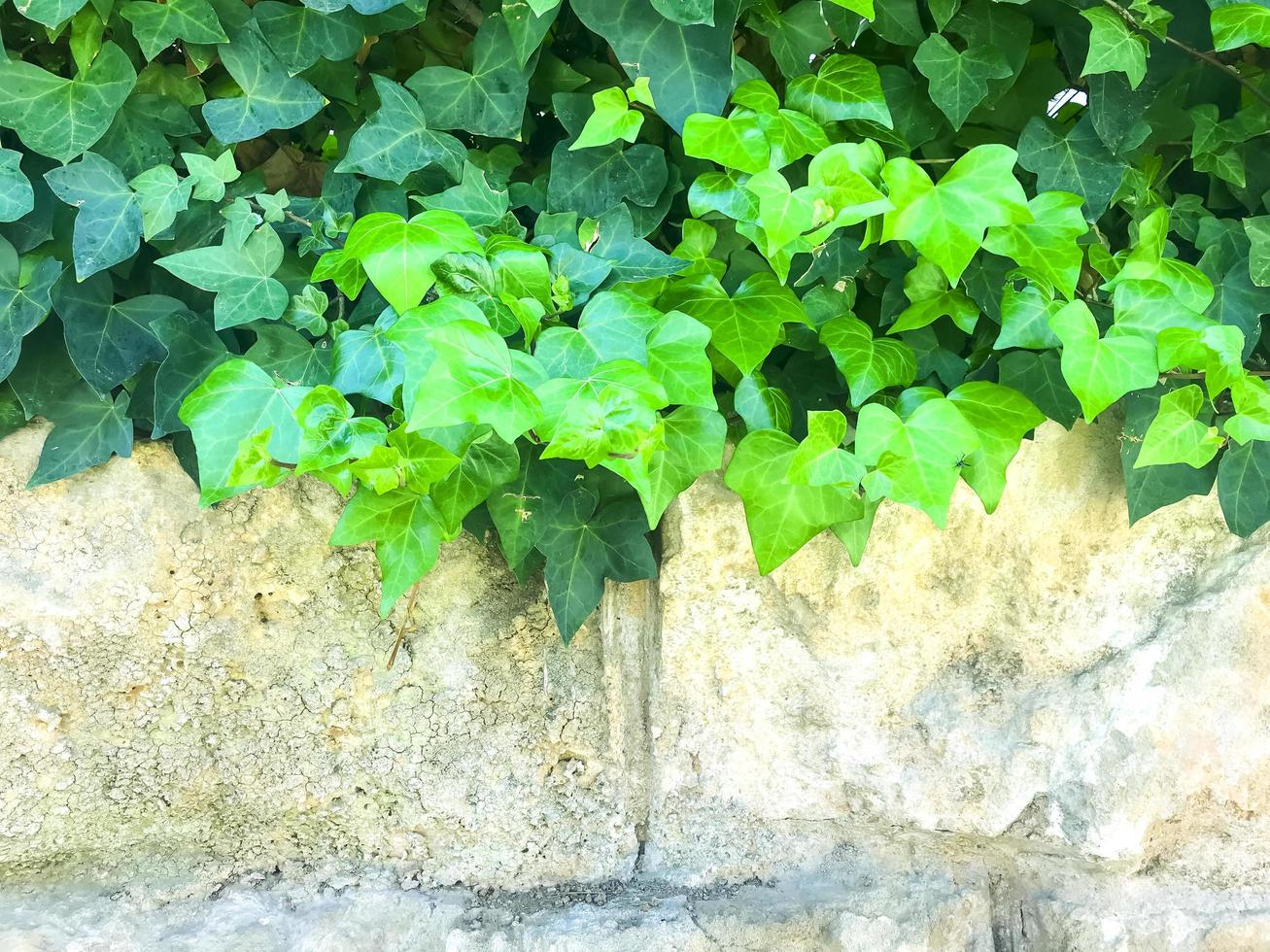 Branches of plants with green leaves on background of wall photo