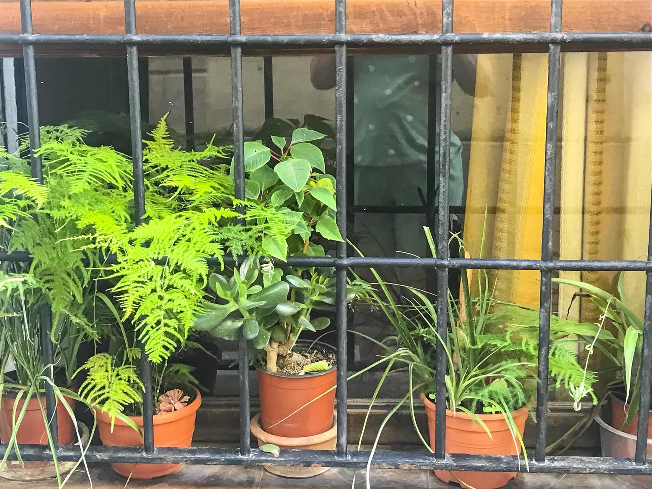 Flowering plants and potted flowers decorating building facades. photo