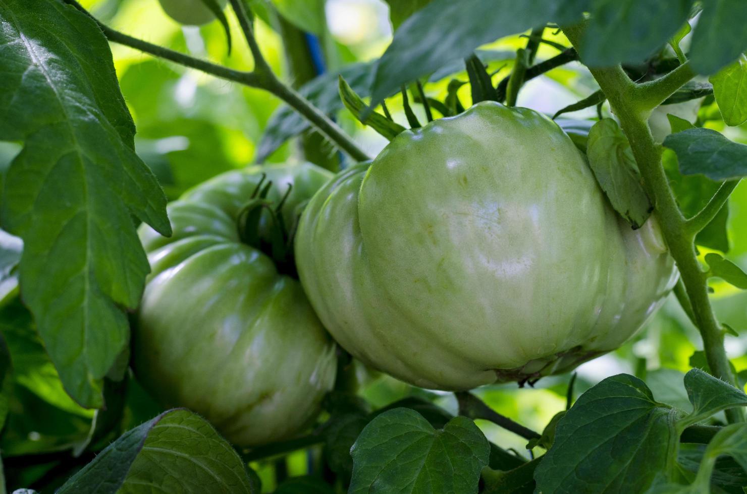 Green unripe tomatoes on bush, bio, growing vegetables photo