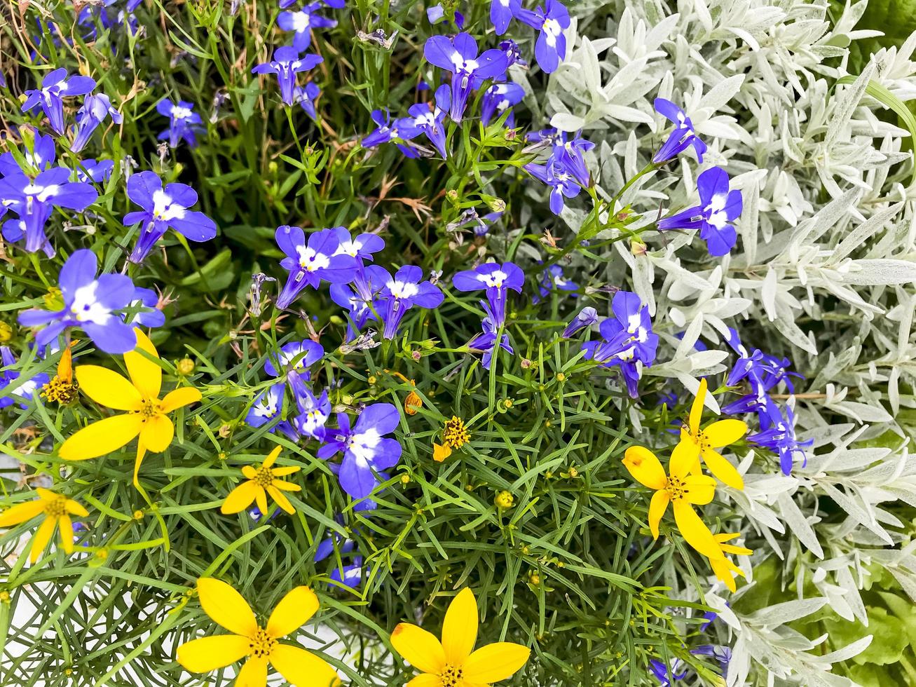 Floral background of yellow, purple and silver decorative flowers. photo