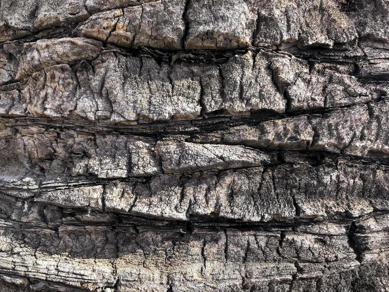 Natural rough bark of tropical trees. Photo