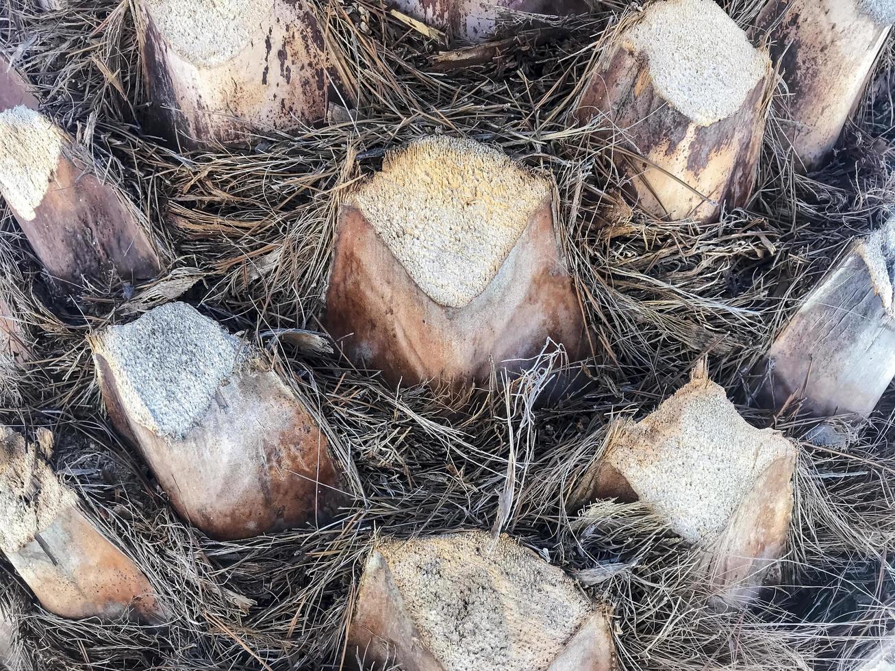 Natural rough bark of tropical trees. Photo