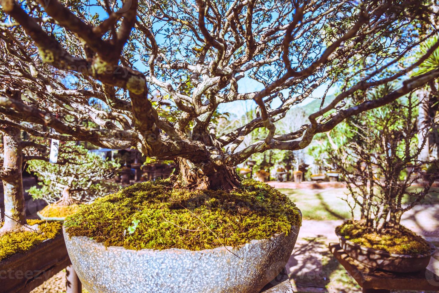 árbol bonsai del parque natural. en el parque foto