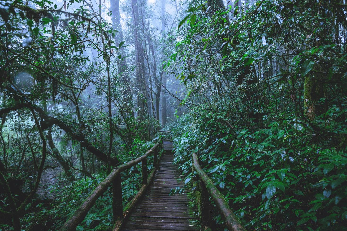 árboles y bosques en el rango bosque lluvioso musgo verde y puente de madera en el sendero natural angka en el parque nacional doi inthanon en tailandia. foto