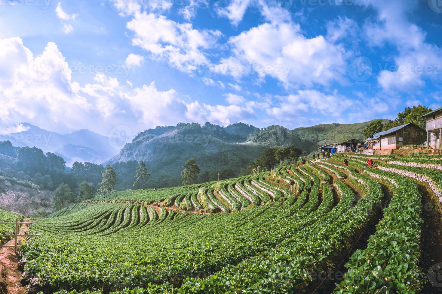 Imagen de fondo de la granja de fresas. granja de fresas hermosa naturaleza. en angkhang foto