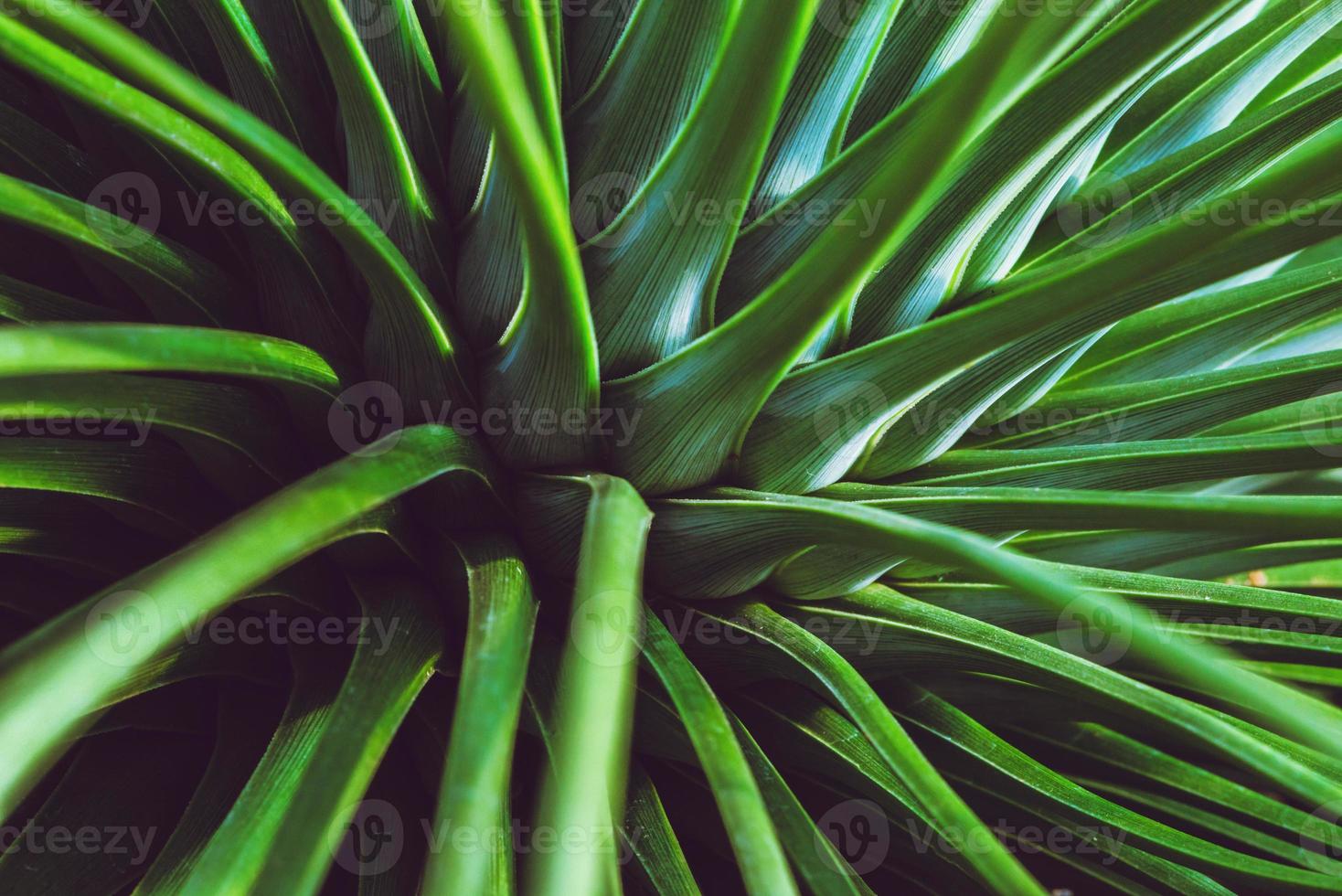 background nature cactus. Green cactus tree. Full frame photo