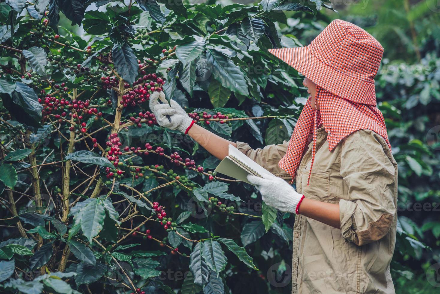 Female workers are writing a record of the growth of coffee trees.agriculture, coffee garden. photo