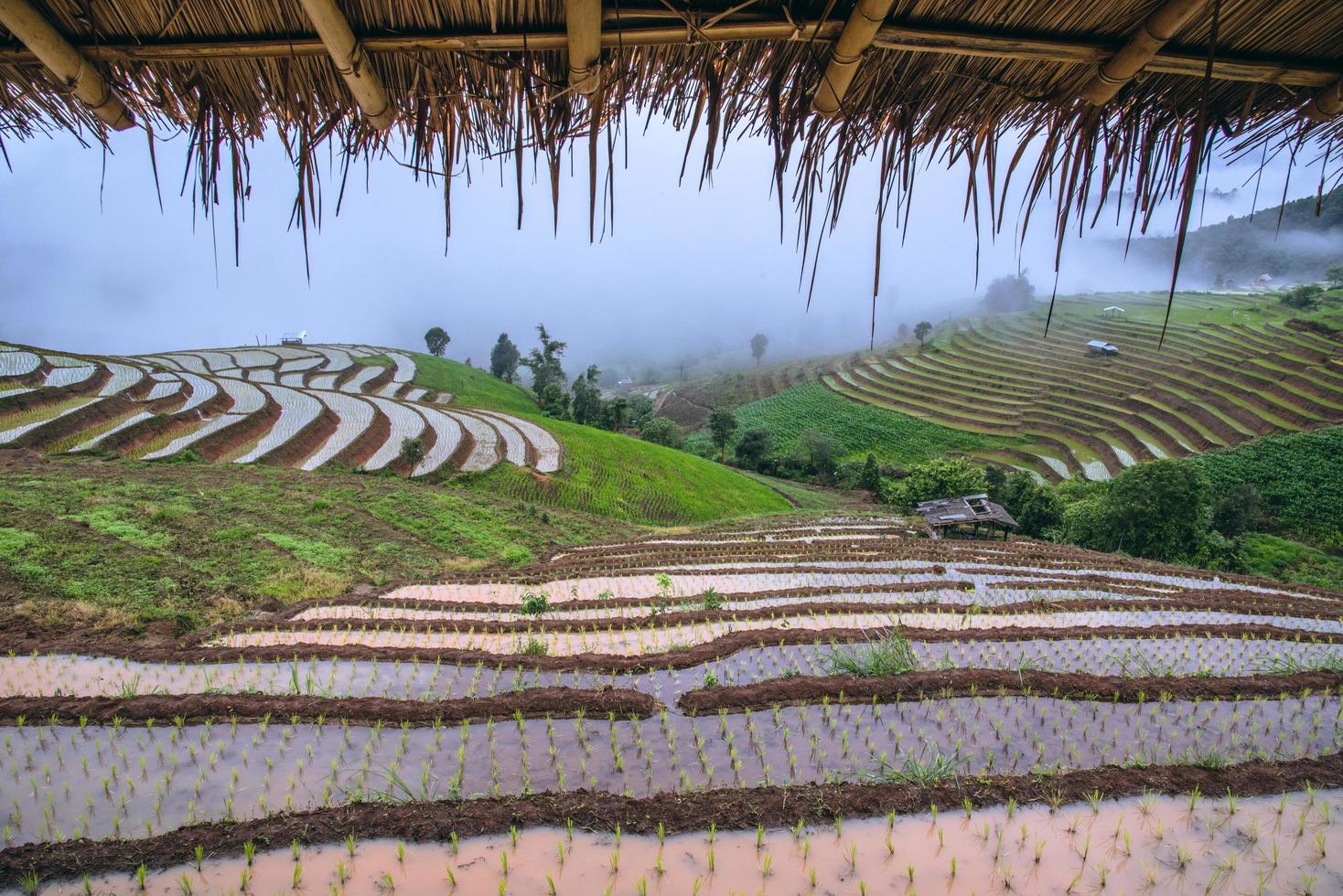 Landscape rice field Nature Tours On a mountain with a terraced field Evening landscap. in Thailand Pongpeng Forest. photo