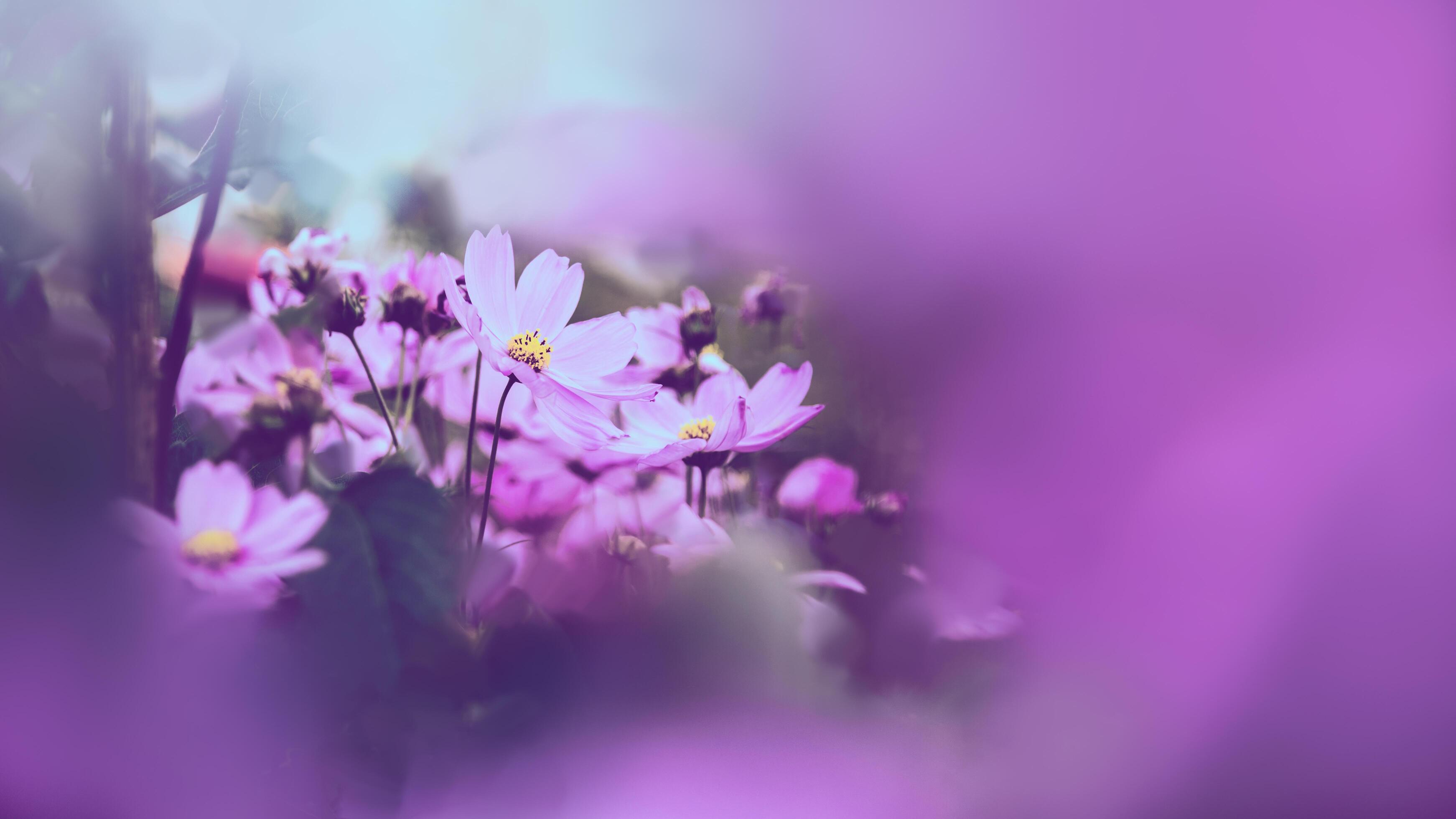 background nature Flower mexican aster pink. background flower blur. wallpaper  Flower, Space for text. Sulfur Cosmos. pink Cosmos. 4614903 Stock Photo at  Vecteezy