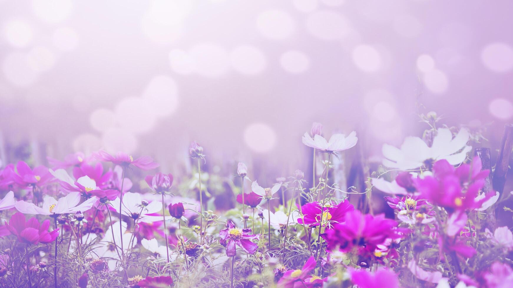 fondo naturaleza flor mexicano aster rosa. desenfoque de flor de fondo. flor de papel tapiz, espacio para texto. cosmos de azufre. cosmos rosa. foto