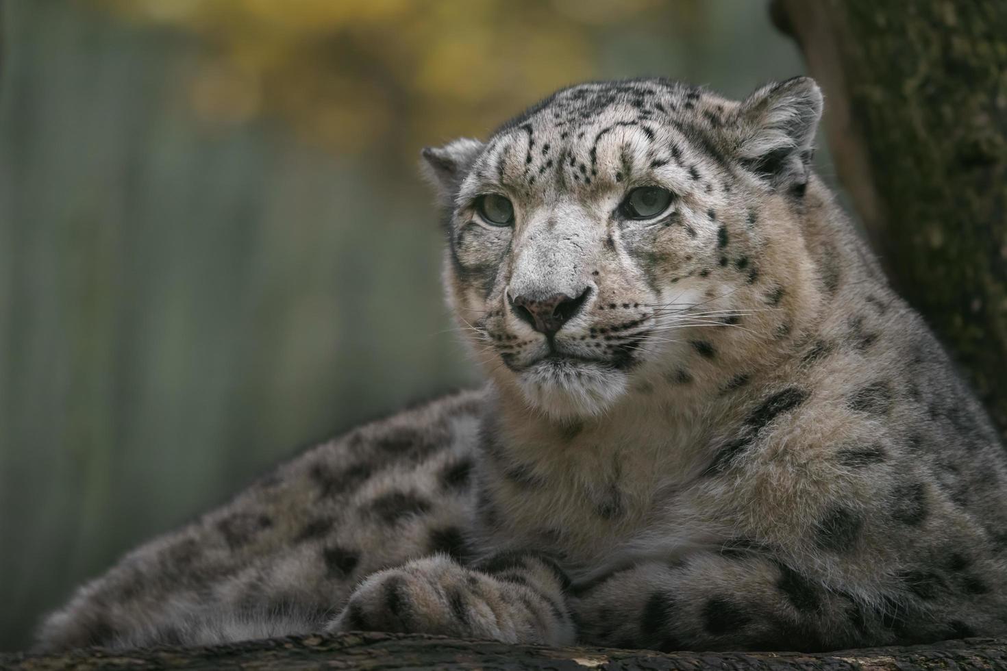 Snow leopard Irbis photo