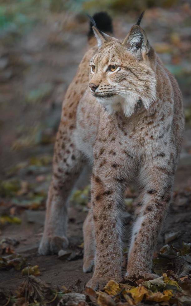 Lince euroasiático en el bosque foto