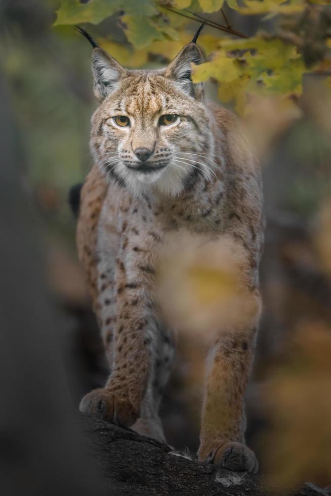 Eurasian lynx in forest photo