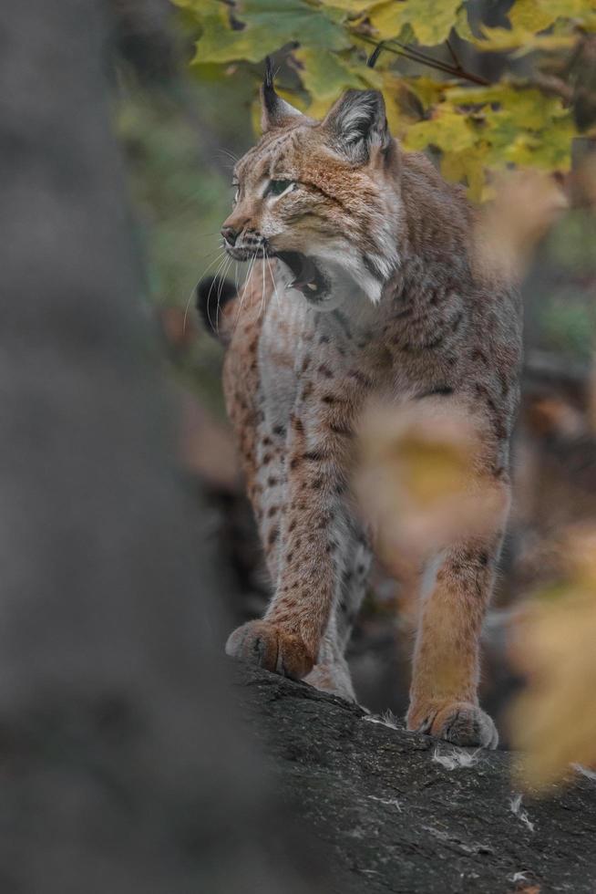 Eurasian lynx in forest photo