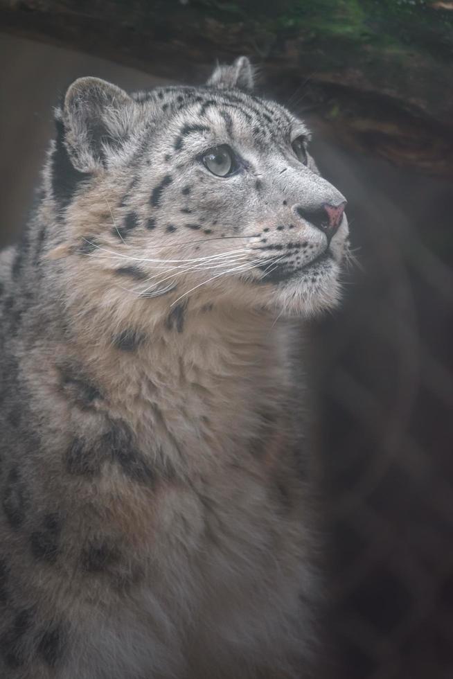 irbis leopardo de las nieves foto