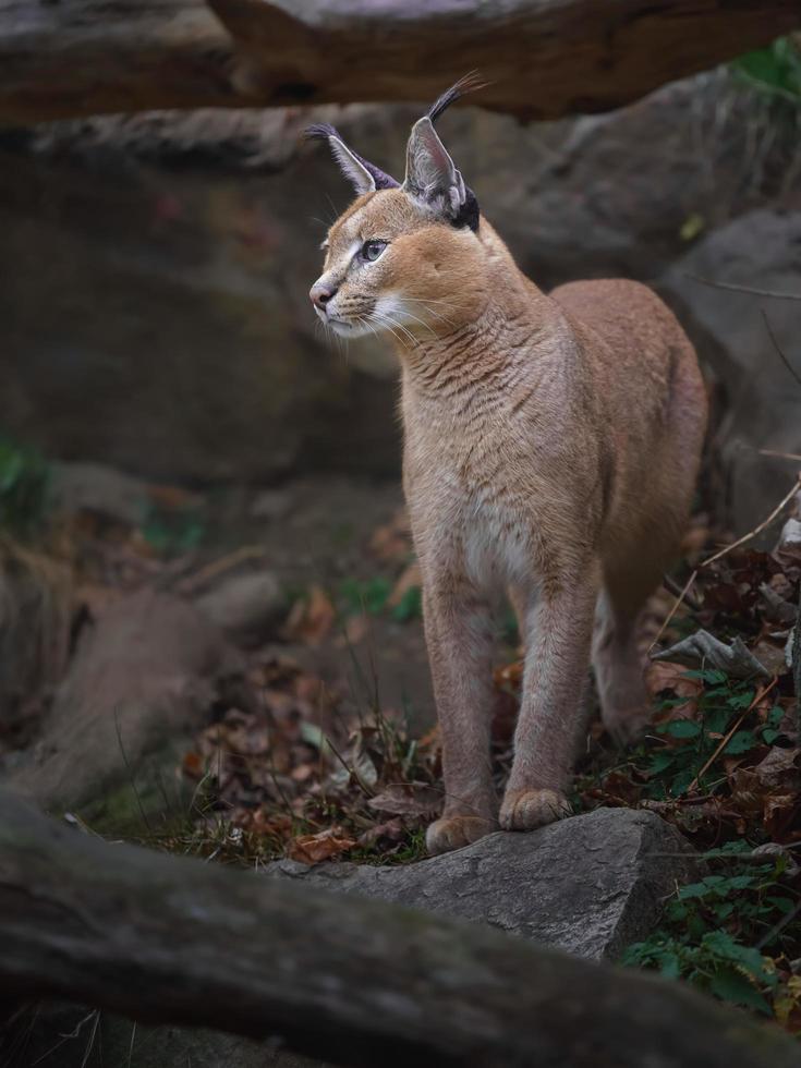 Portrait of Caracal photo