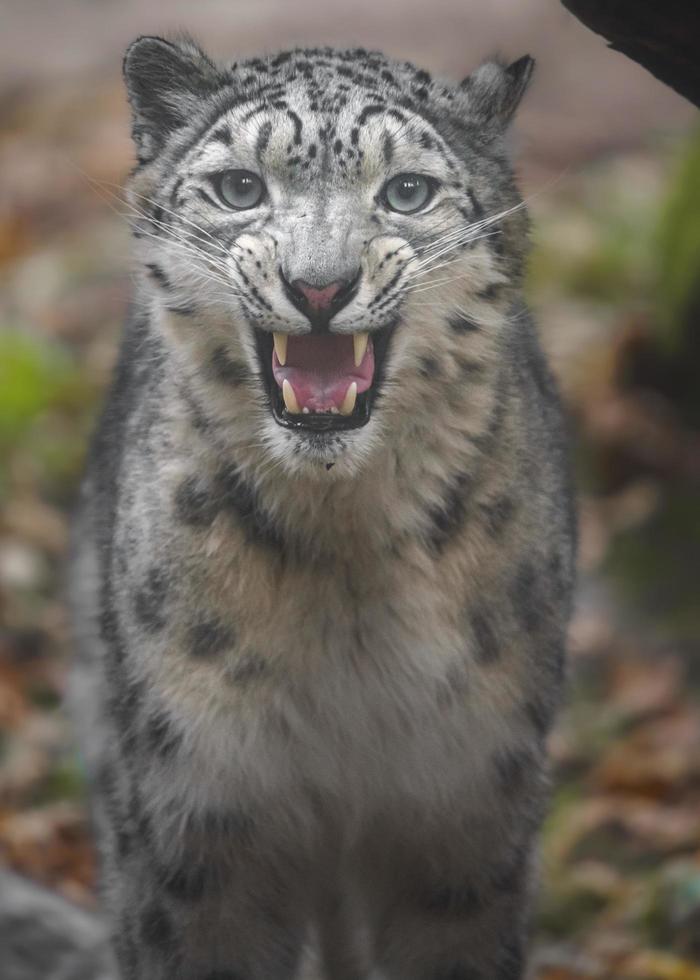 Snow leopard Irbis photo