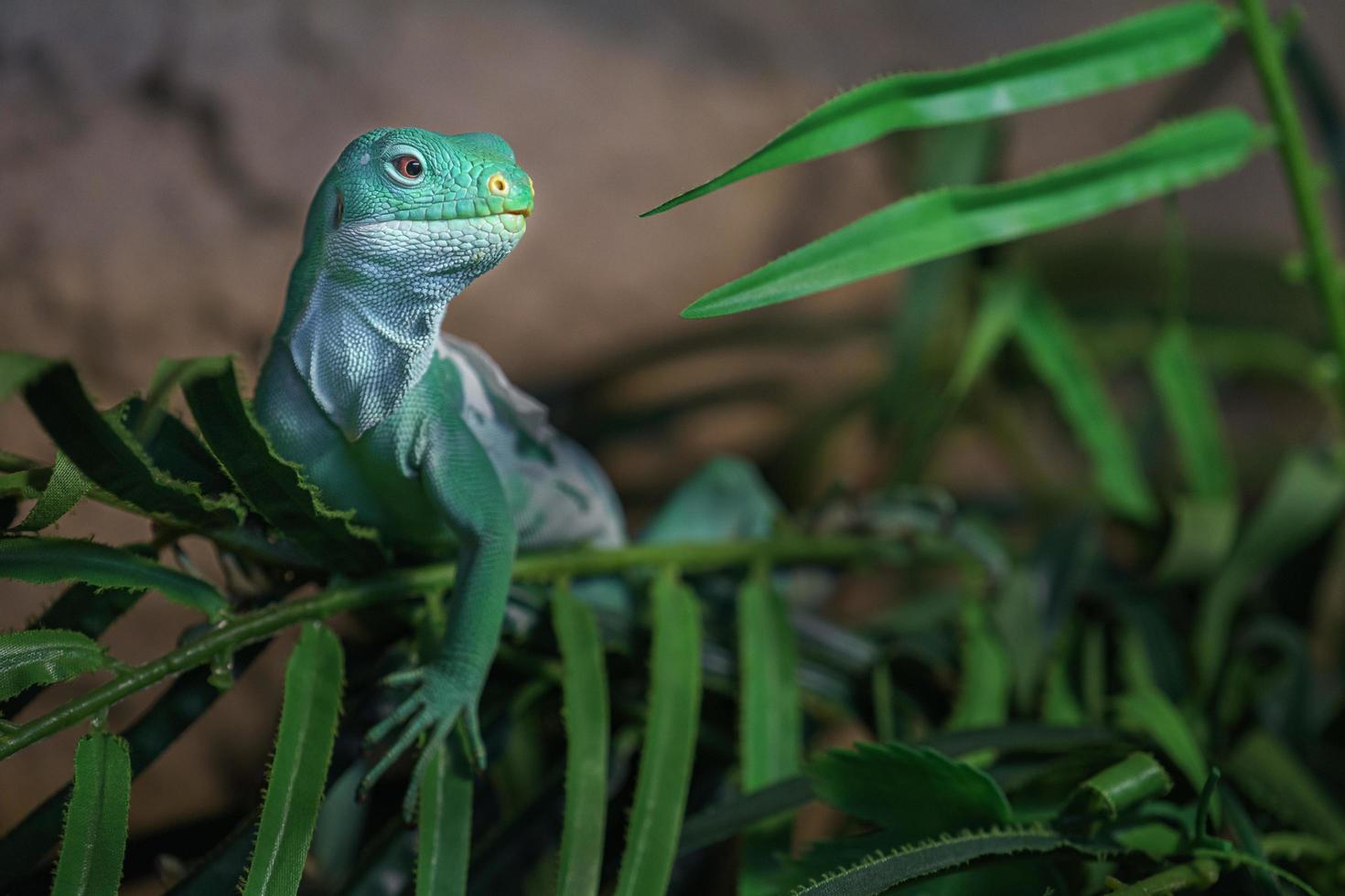 Fiji banded iguana photo