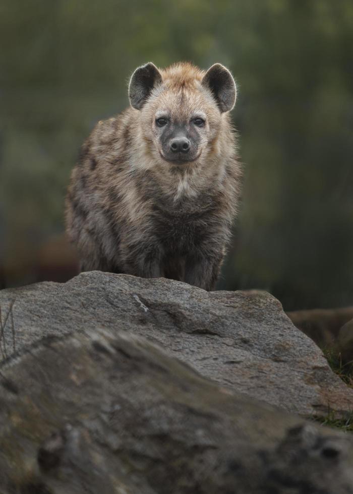 Portrait of Spotted hyena photo
