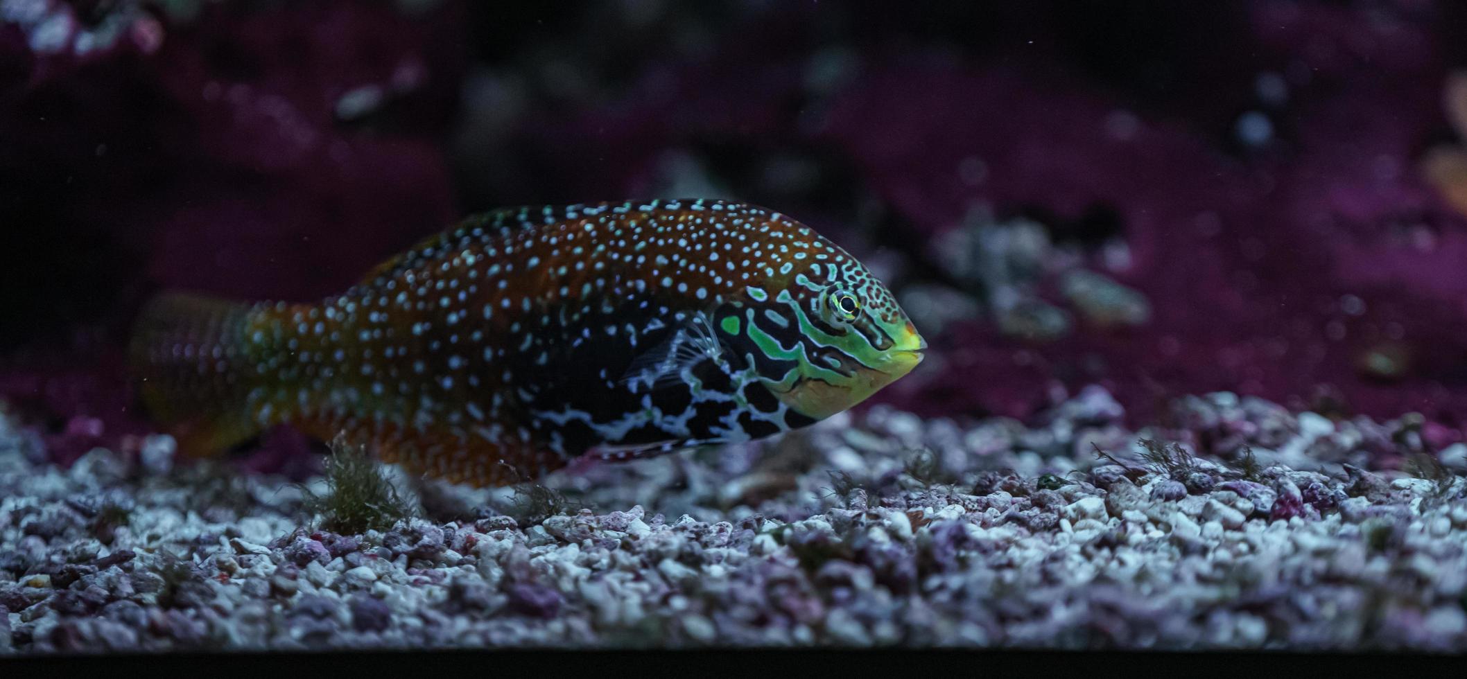 coloridos peces de mar en el acuario foto