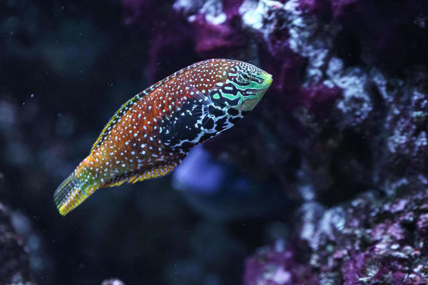 coloridos peces de mar en el acuario foto