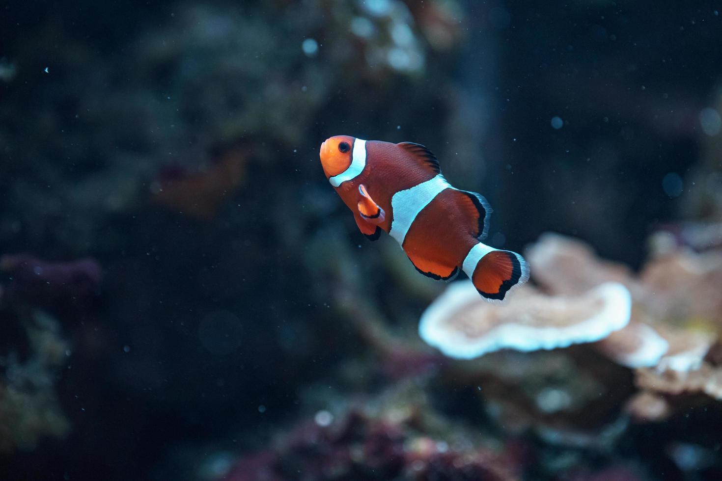 Pez payaso ocellaris en acuario foto