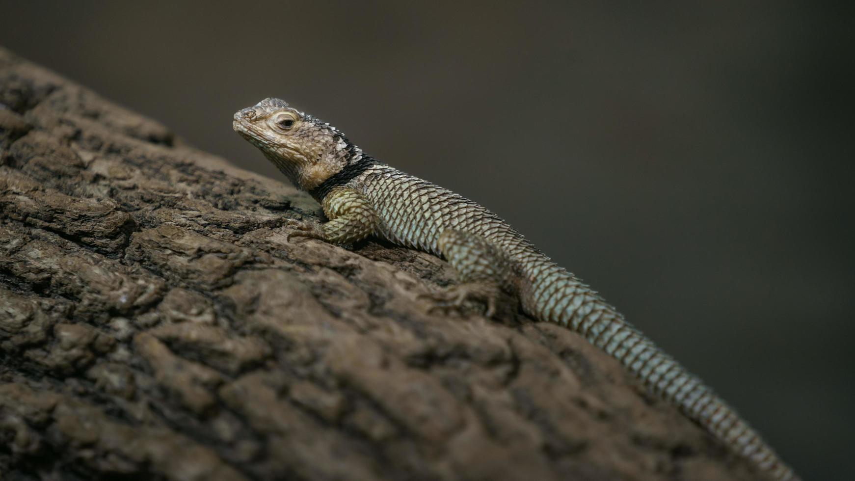 lagarto espinoso azul foto