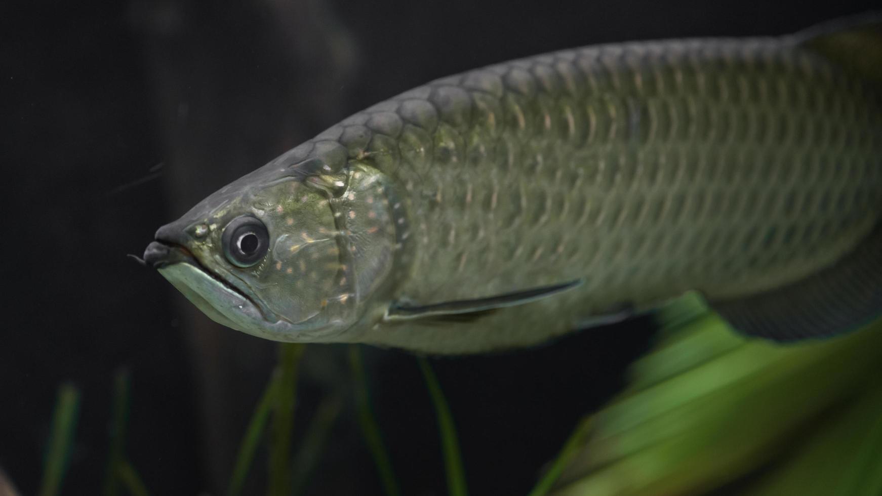 Asian arowana in aquarium photo