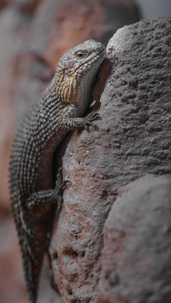 Stokes's skink on rock foto